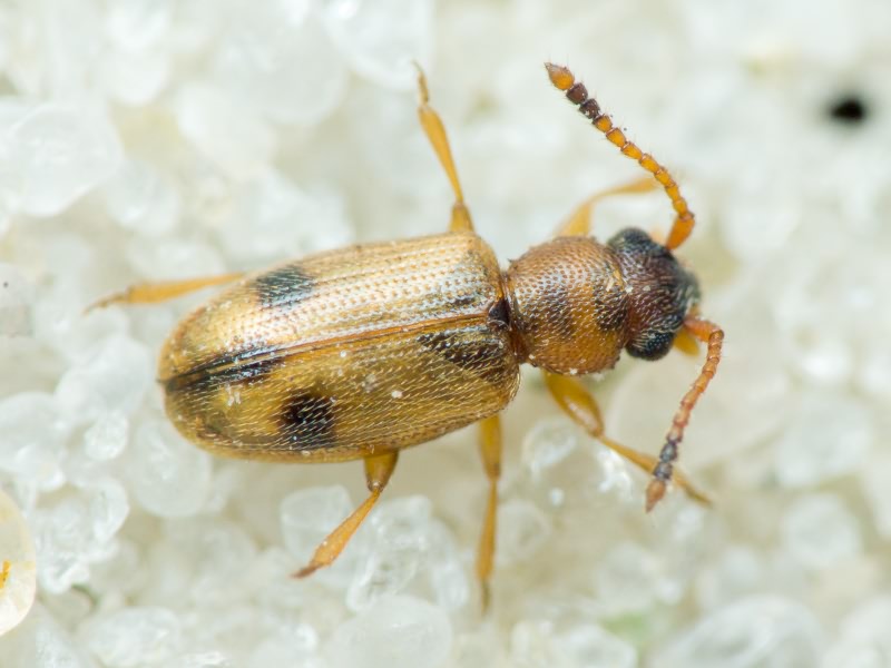 Psammoecus bipuncatatus (Fabricius, 1792)